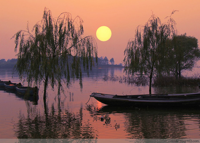 夕阳柳树